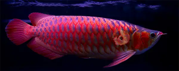 cá rồng chili red