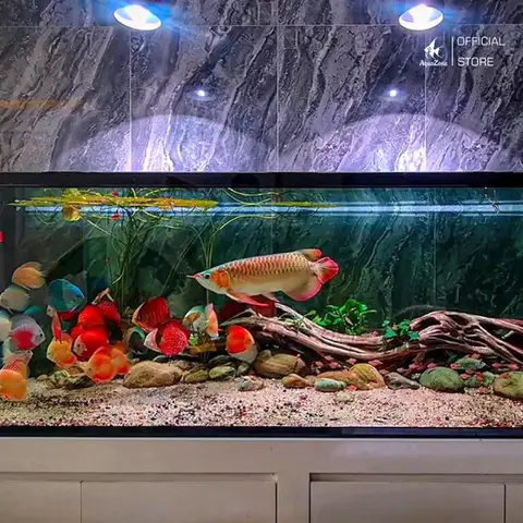 cá rồng có may loại