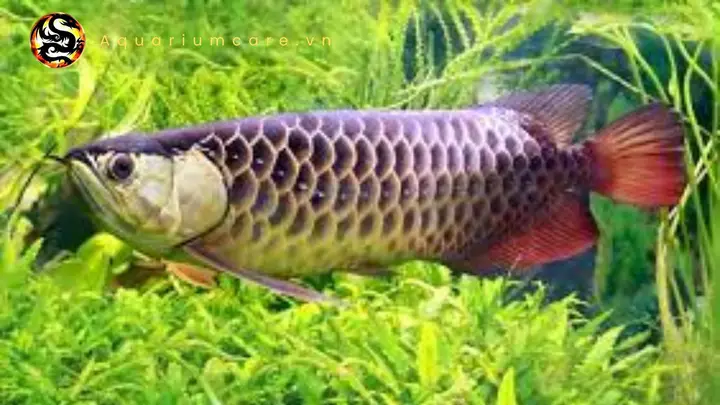 cá rồng highback splendour trưởng thành
