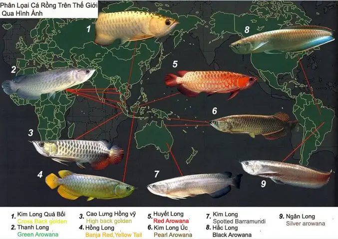 cá rồng hoang dã