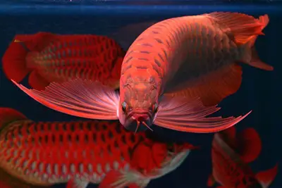 cá rồng hồng anh tphcm