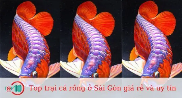 cá rồng huy thảo