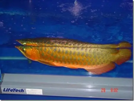 cá rồng huyết đỏ