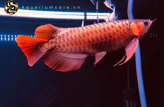 cá rồng huyết long cá rồng huyết long