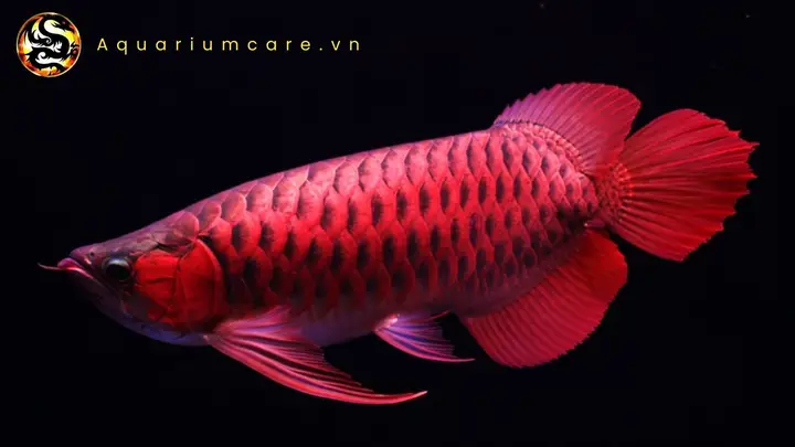 cá rồng huyết long cá rồng huyết long