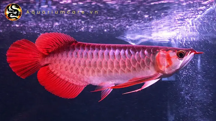 cá rồng huyết long cá rồng huyết long