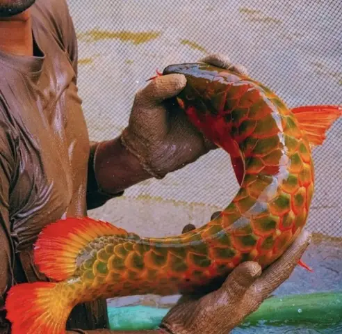 cá rồng huyết long cá rồng huyết long