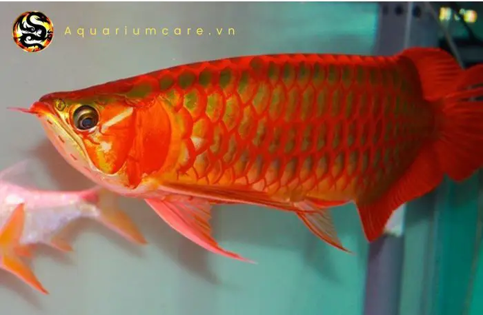 cá rồng huyết long cá rồng huyết long