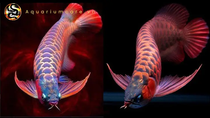 cá rồng huyết long cá rồng huyết long