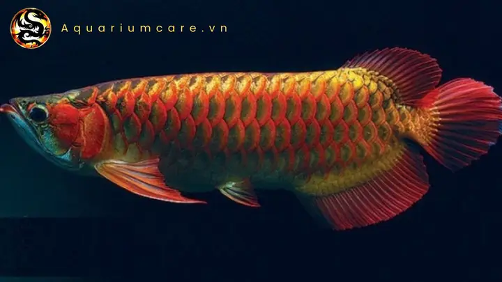 cá rồng huyết long cá rồng huyết long