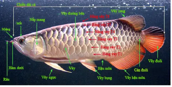 cá rồng là gì