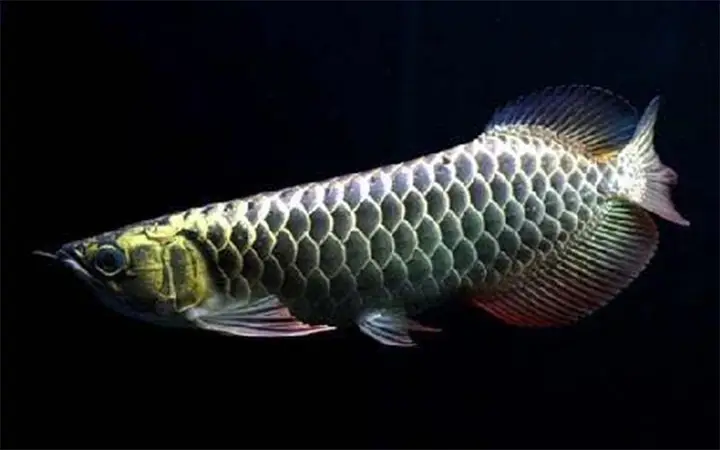cá rồng màu đen