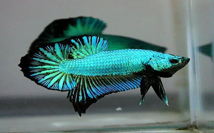 cá rồng màu xanh