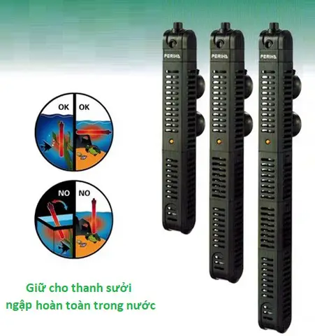 cá rồng nấm đen