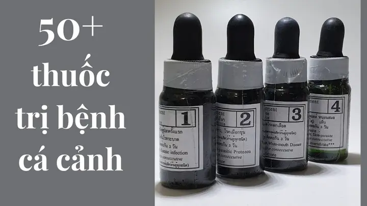 cá rồng nấm đen