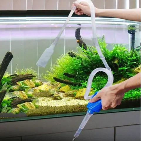 cá rồng nấm đen