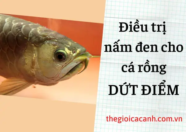 cá rồng nấm đen