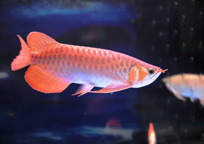 cá rồng nằm dưới đáy bể