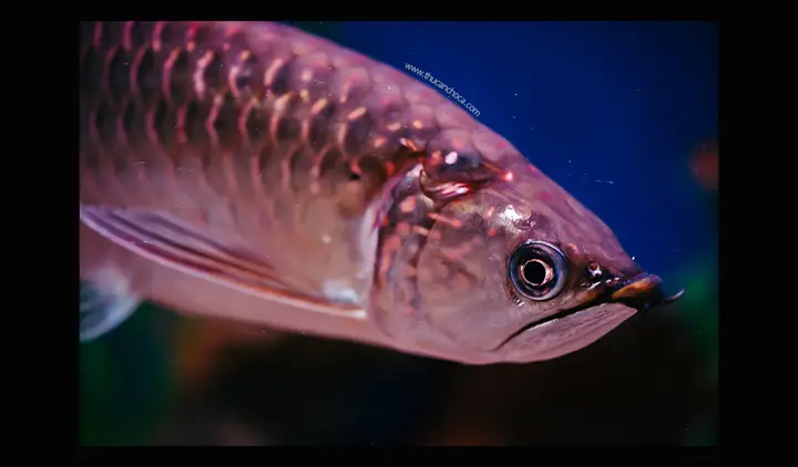 cá rồng nam mỹ