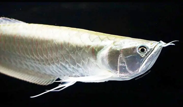 cá rồng nam mỹ