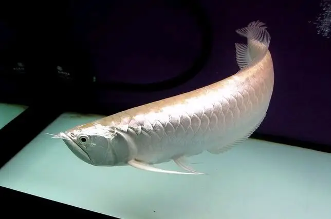 cá rồng ngân long cá rồng ngân long
