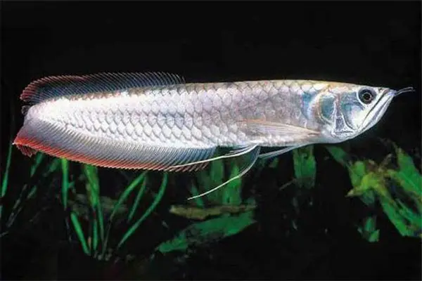 cá rồng ngân long cá rồng ngân long