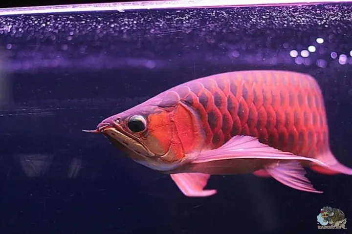 cá rồng nuôi chung với cá chép