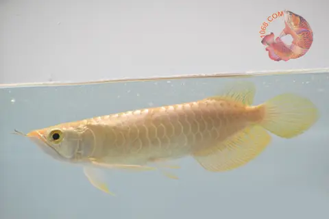 cá rồng quá bối đẹp