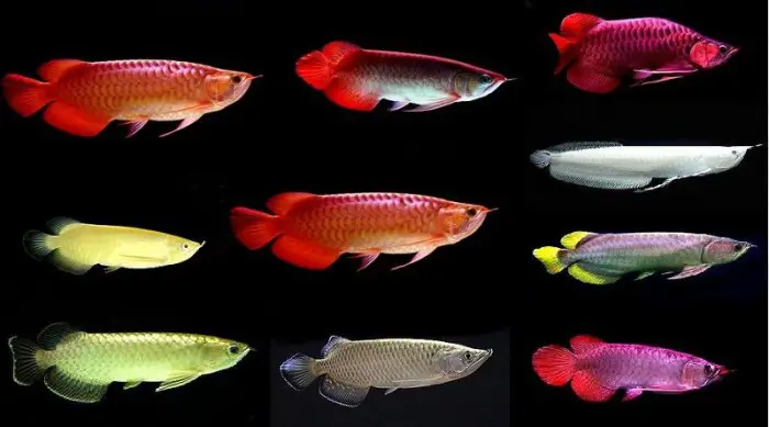 cá rồng quá bối đẹp