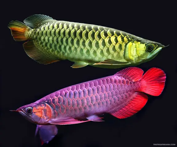 cá rồng quá bối đẹp