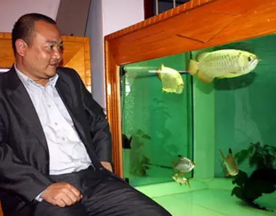 cá rồng quá bối đẹp