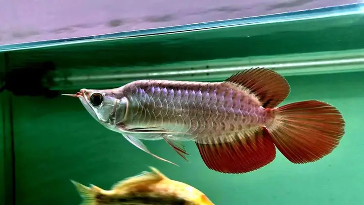 cá rồng quá bối đẹp