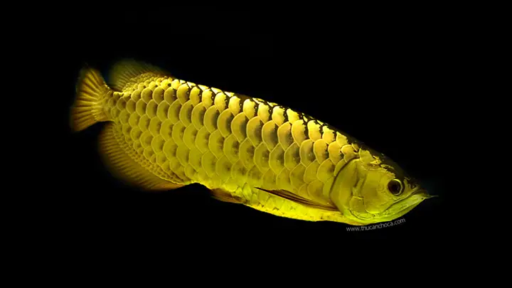 cá rồng quá bối đẹp
