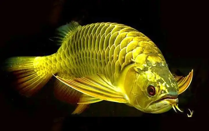 cá rồng quá bối đẹp