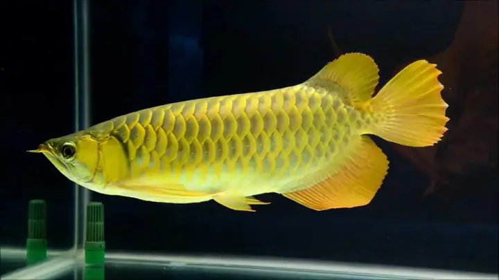 cá rồng quá bối đẹp
