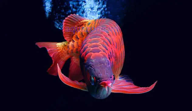cá rồng quá bối đẹp