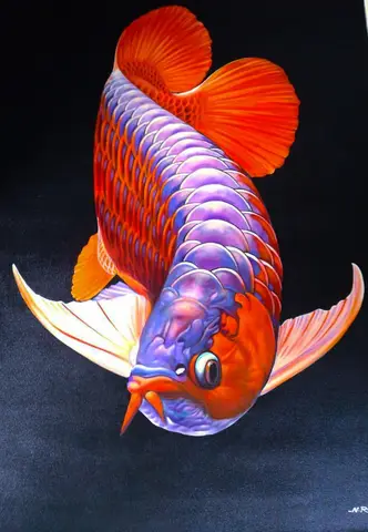 cá rồng quá bối đẹp