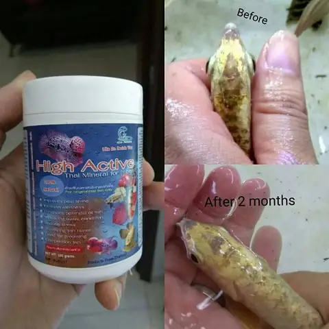 cá rồng quá bối đẹp