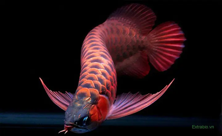 cá rồng quá bối đẹp
