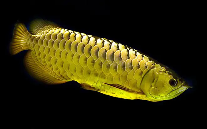 cá rồng quá bối đẹp