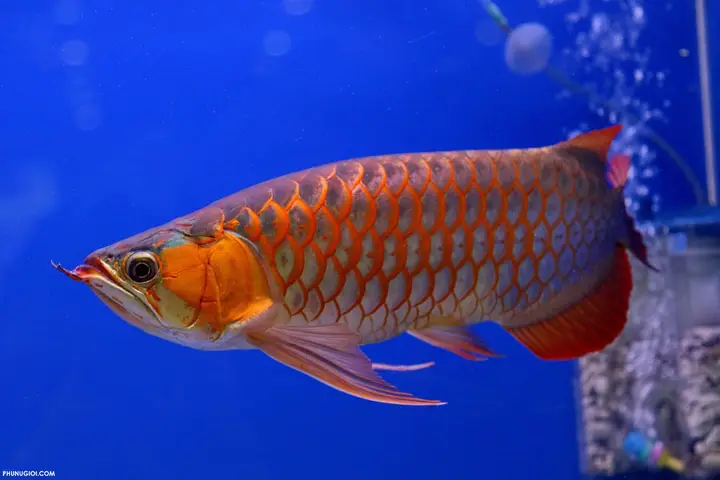 cá rồng quá bối đẹp