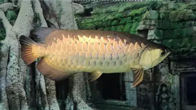 cá rồng quá bối đẹp