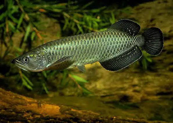 cá rồng quá bối đẹp