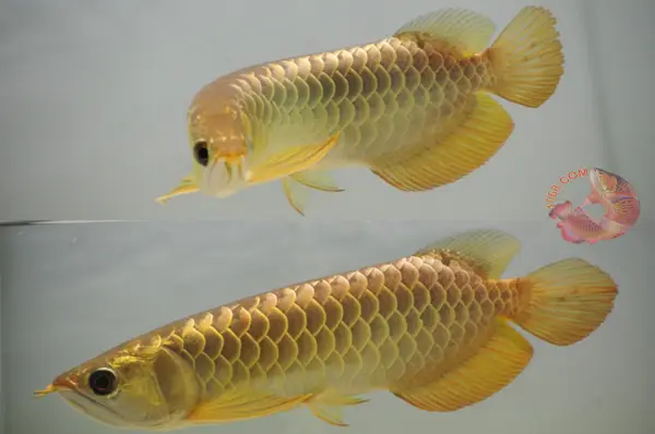 cá rồng quá bối đẹp