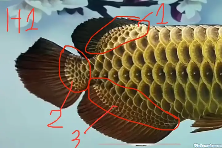 cá rồng quá bối đẹp