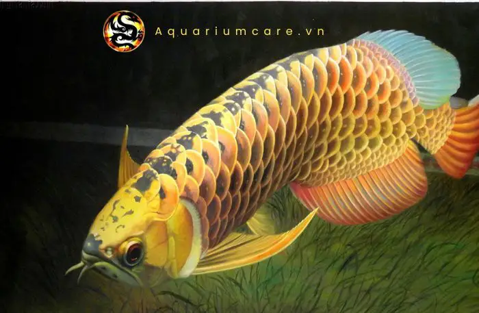cá rồng quá bối full helmet