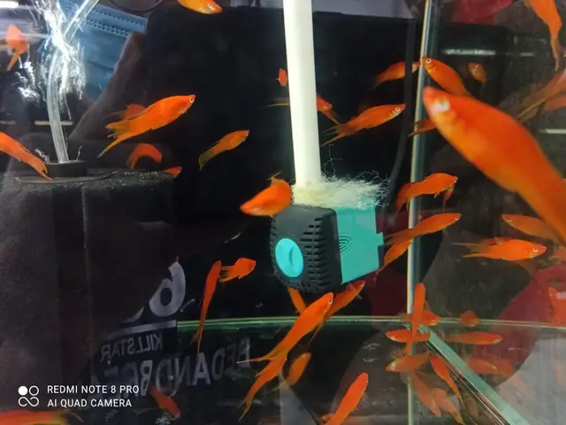 cá rồng quảng ngãi cá rồng quảng ngãi