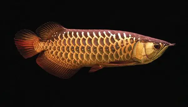 cá rồng royal highback