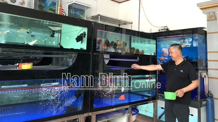 cá rồng sống được bao lâu cá rồng sống được bao lâu
