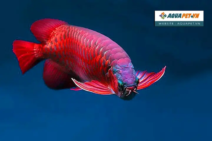 cá rồng sống được bao lâu cá rồng sống được bao lâu